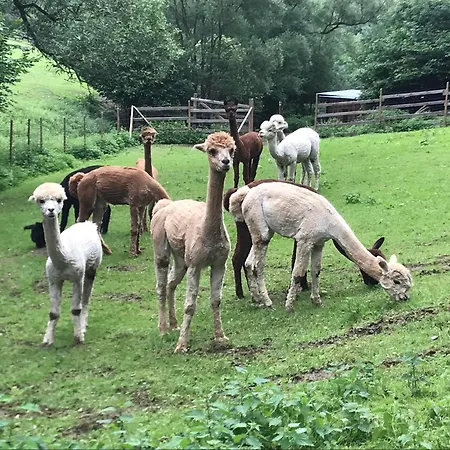 Appartamento Schwitalla Ahrbruck