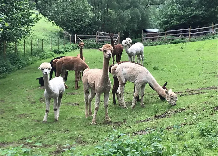 公寓 Schwitalla Ahrbruck